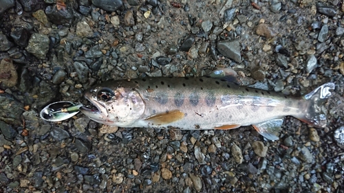 ヤマメの釣果