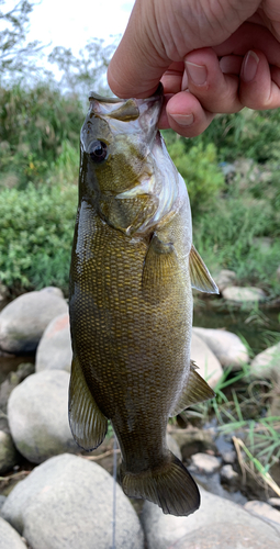 スモールマウスバスの釣果