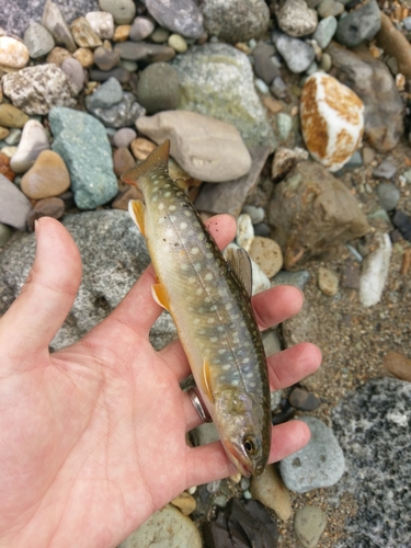 イワナの釣果