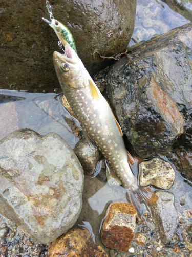 イワナの釣果