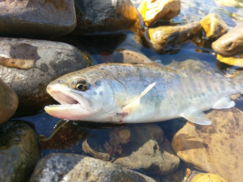 ヤマメの釣果