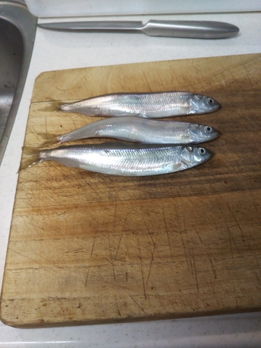 チカの釣果