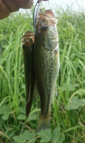 ブラックバスの釣果