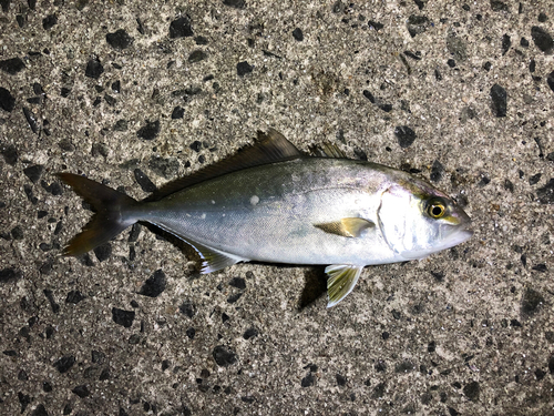 カンパチの釣果