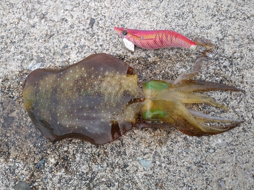 アオリイカの釣果