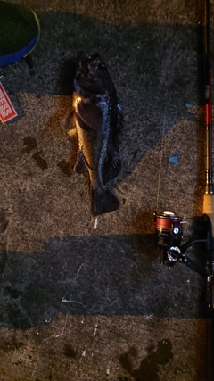 クロソイの釣果