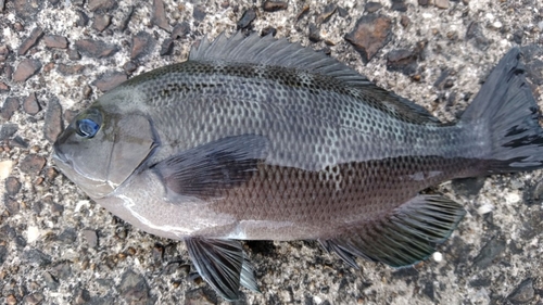 グレの釣果