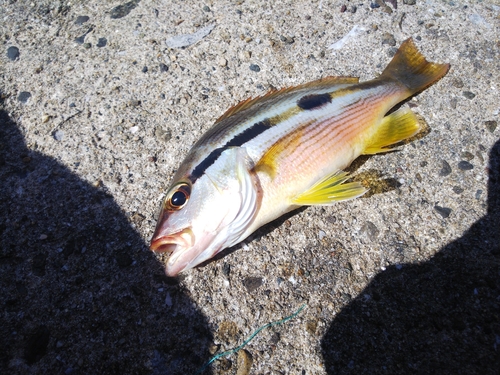 ヨコスジフエダイの釣果