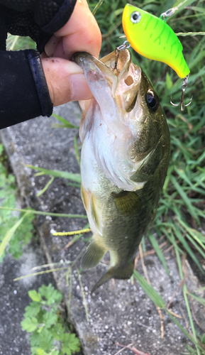 ラージマウスバスの釣果