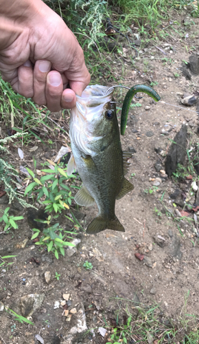 ラージマウスバスの釣果