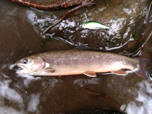 イワナの釣果