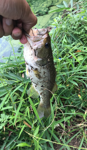 ラージマウスバスの釣果