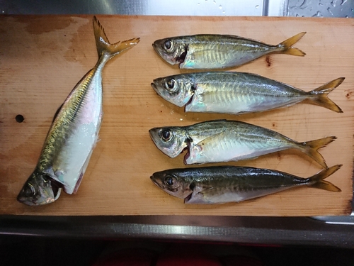 アジの釣果