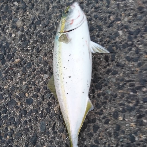 ハマチの釣果