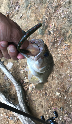 ラージマウスバスの釣果