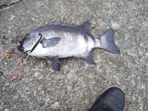 イシダイの釣果