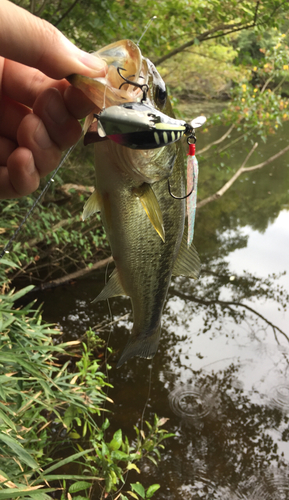 ラージマウスバスの釣果