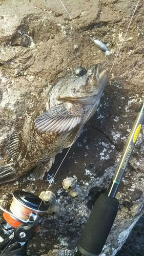 ムラソイの釣果