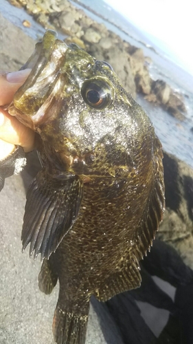 ムラソイの釣果