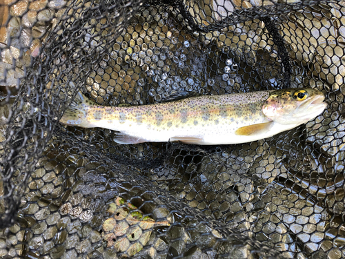 ニジマスの釣果