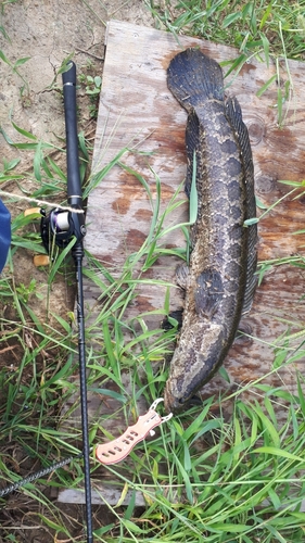 ナマズの釣果