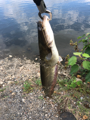 ナマズの釣果