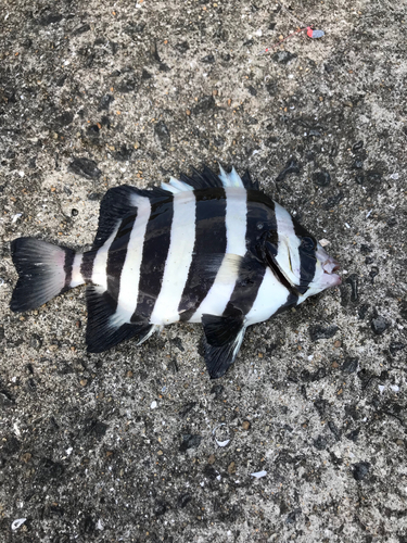 イシダイの釣果