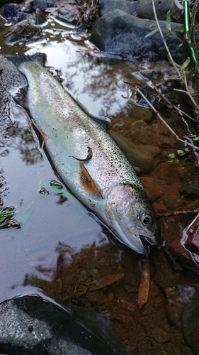 ニジマスの釣果