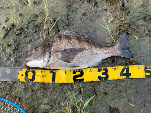 クロダイの釣果