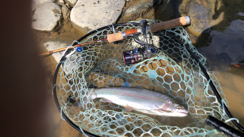 ニジマスの釣果