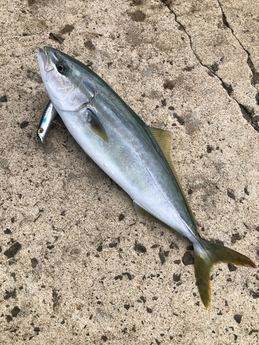 イナダの釣果