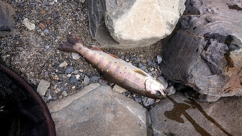 ヤマメの釣果