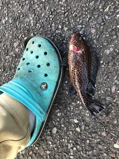 オオモンハタの釣果