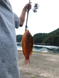 釣果