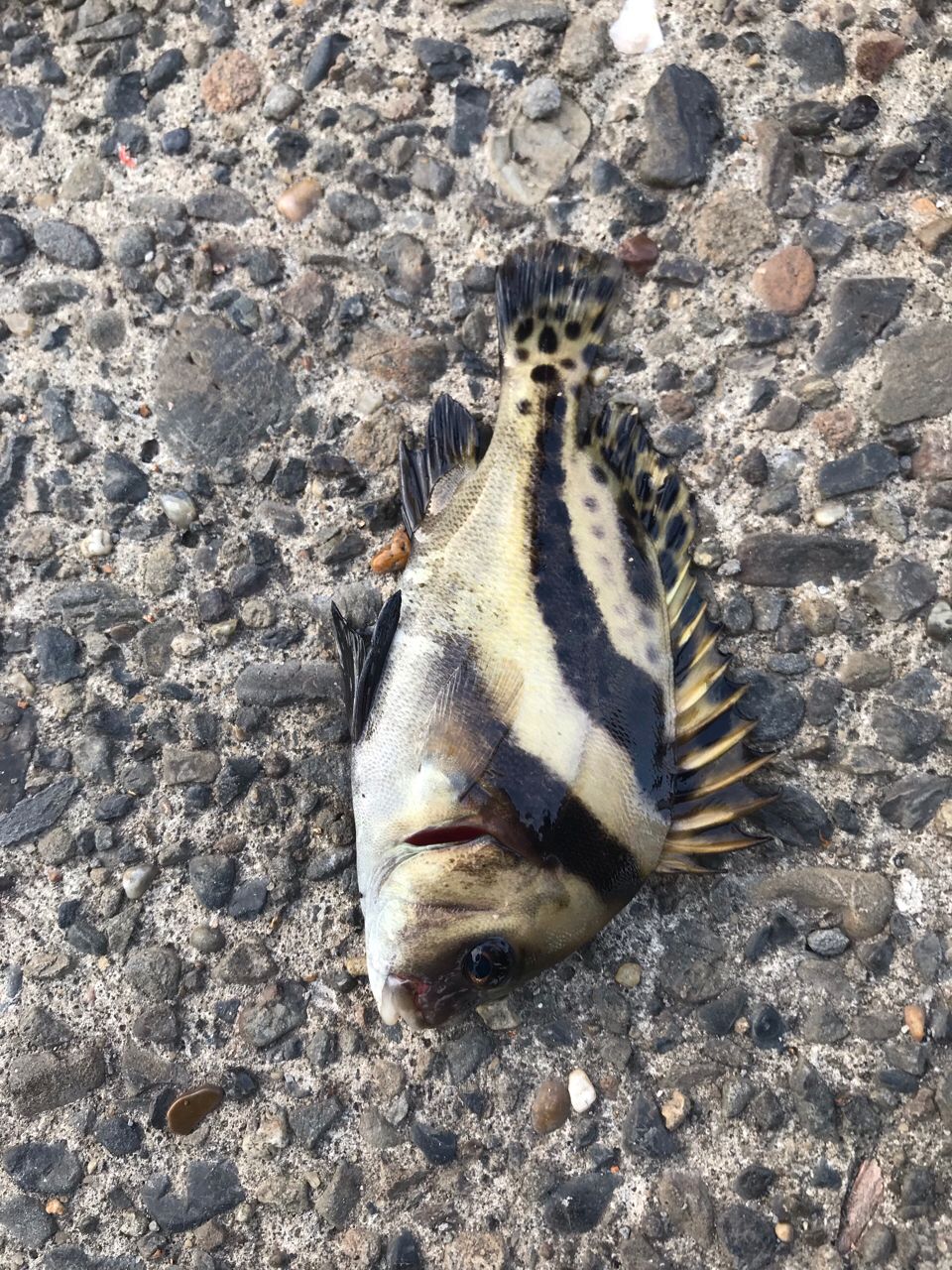 コショウダイ