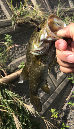 スモールマウスバスの釣果