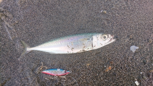 サバの釣果