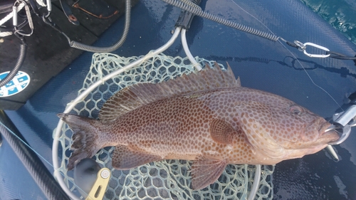 オオモンハタの釣果