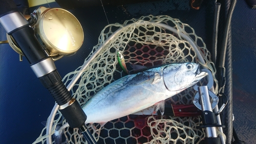 ソウダガツオの釣果