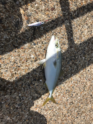 ツバスの釣果