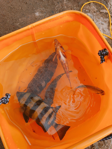 アズキハタの釣果