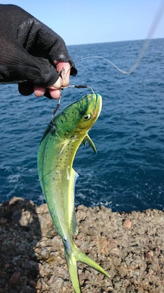 シイラの釣果