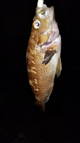 エゾメバルの釣果