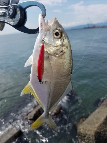 メッキの釣果