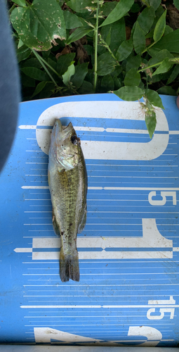 ラージマウスバスの釣果