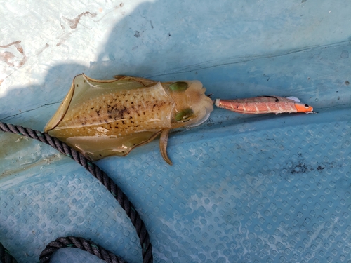 アオリイカの釣果