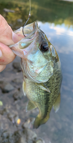 ラージマウスバスの釣果