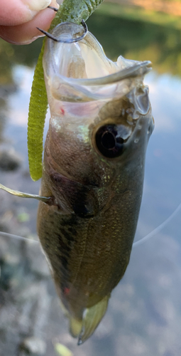 ラージマウスバスの釣果