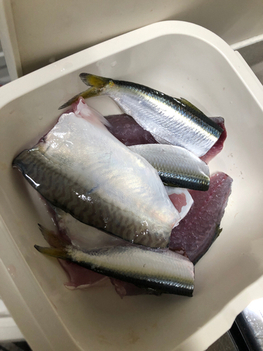 サバの釣果