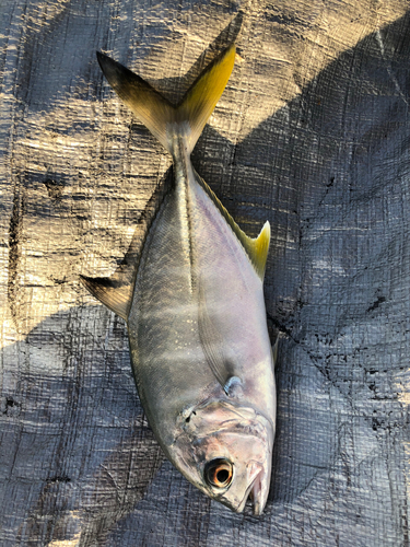 メッキの釣果